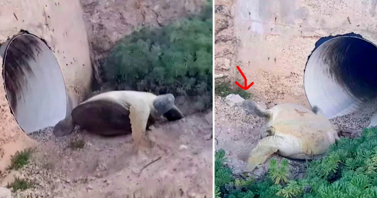 Άνδρας βλέπει μια νεκρή χελώνα κάτω από μια γέφυρα – Μόλις πλησιάζει λίγο πιο κοντά όμως, παθαίνει ΣΟΚ!… (Εικόνες & Βίντεο)